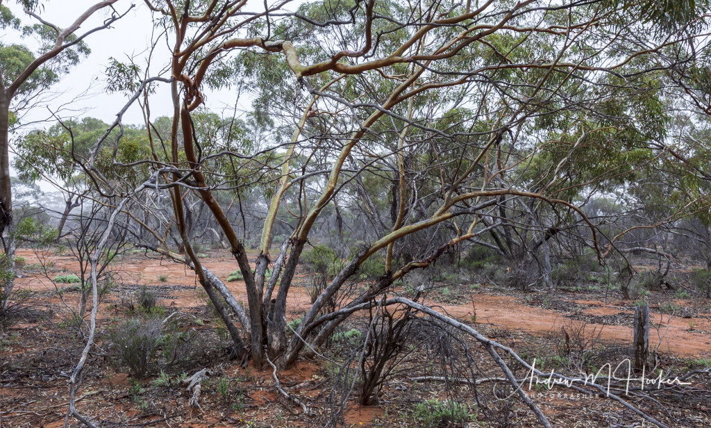 Lathan Fog Tree